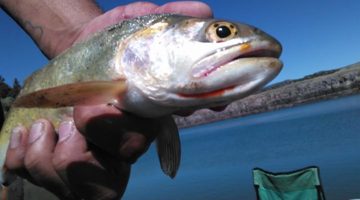 Brown Trout Alamosa