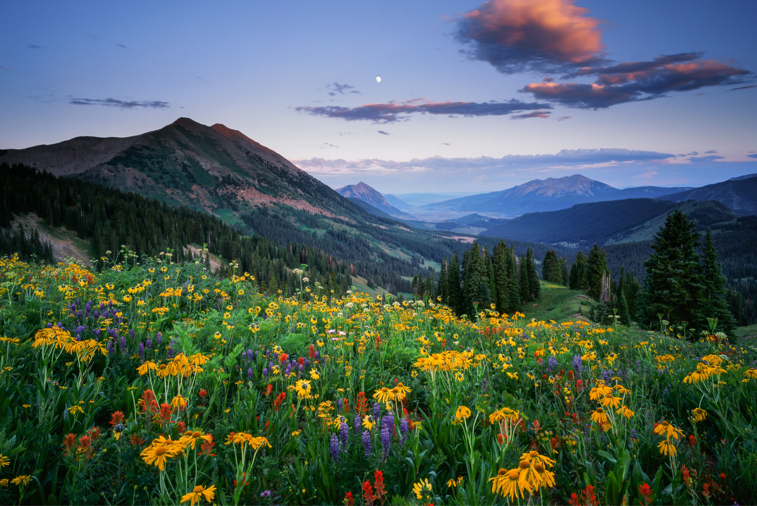 crested butte wild flowers