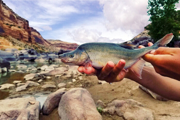 Colorado River - 15-Mile Reach